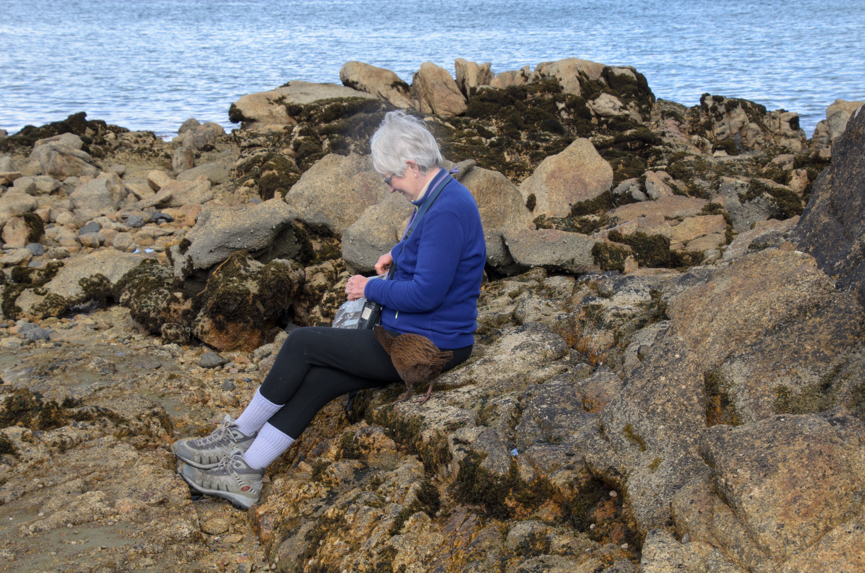 DSC_3246 – Adventure, Crispin, Island, March 2017, National Park, New, New Zealand, Rakiura, South, Stewart, Weka, Zealand